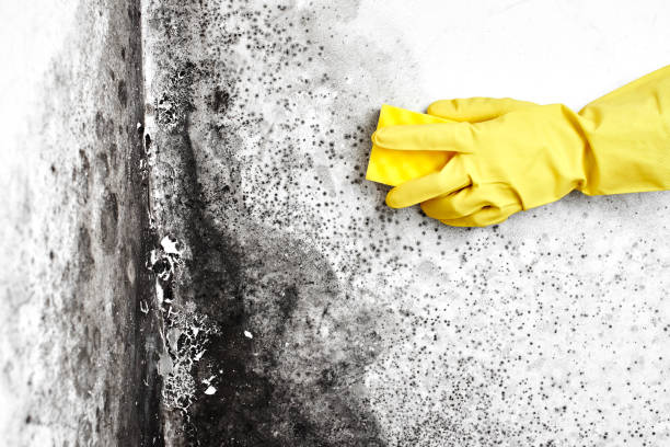 Best Fast Mold Removal  in Steger, IL
