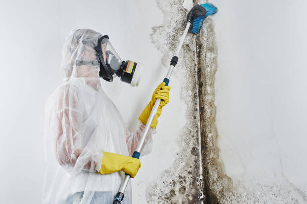 Best Residential Mold Removal  in Steger, IL
