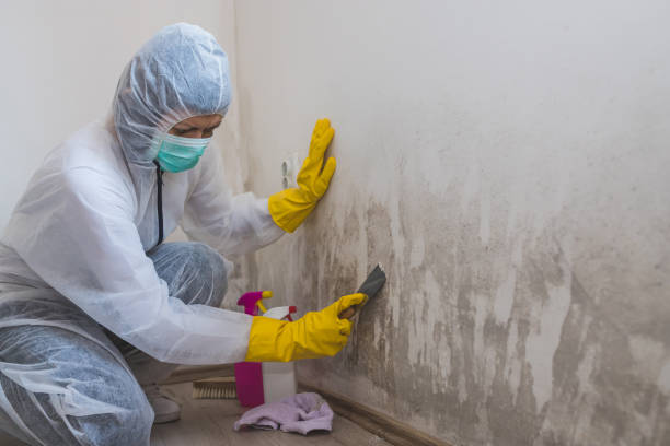 Best Mold Cleaning Services  in Steger, IL