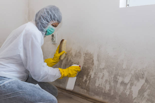 Best Commercial Mold Removal  in Steger, IL