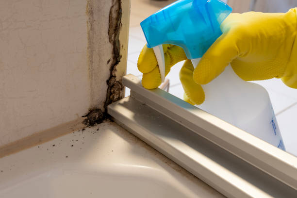 Best Office Mold Removal Services  in Steger, IL