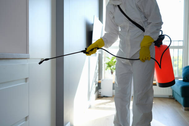 Best Certified Mold Removal  in Steger, IL