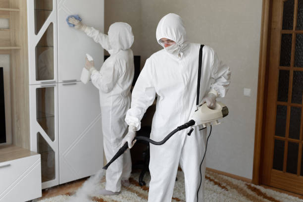 Best Local Mold Removal Service  in Steger, IL
