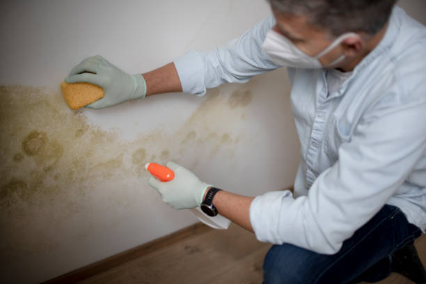 Crawl Space Mold Removal in Steger, IL