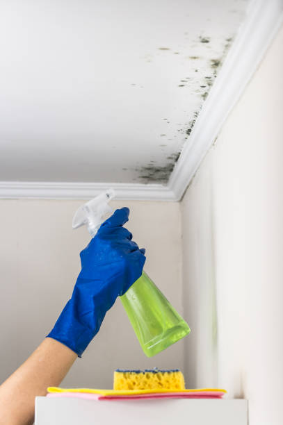 Best Mold Testing  in Steger, IL