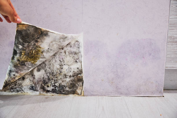Best Black Mold Removal  in Steger, IL